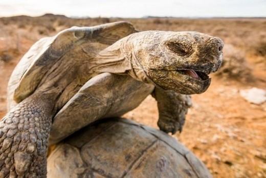 1481042191-tortoises-mating-south-africa-17-nov-2016-1