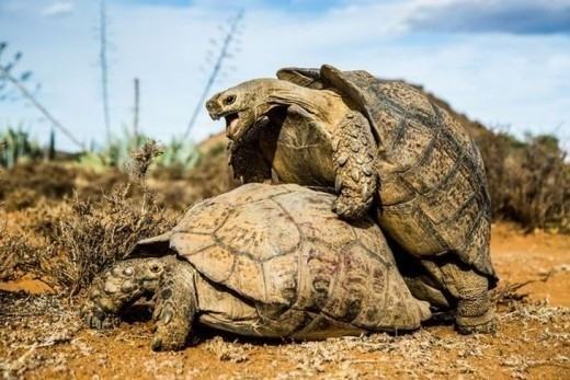 1481042192-tortoises-mating-south-africa-17-nov-2016